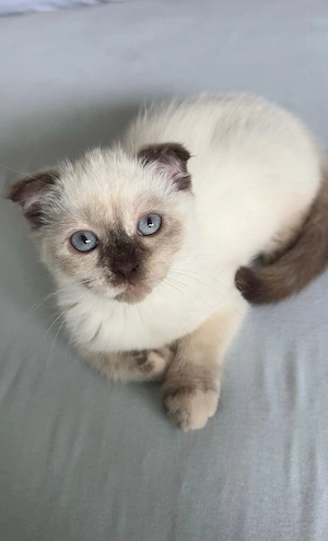 Ragdoll-Kätzchen sucht liebevolles Zuhause     