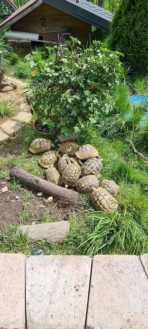 Griechische Landschildkröten testudo hermanni in gute Hände abzugeben