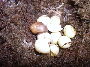 Archachatina marginata ovum, Achatschnecke Jungtier, Ovums, Achatina