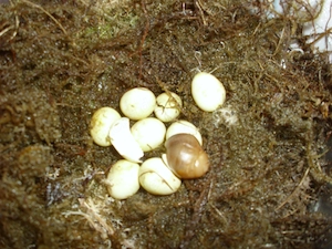 Archachatina marginata ovum, Achatschnecke Jungtier, Ovums, Achatina