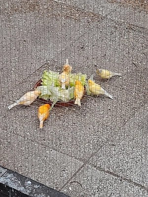 Kanarienvögel 