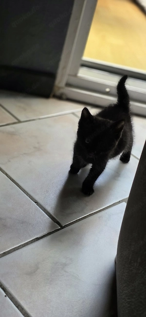katzbaby sucht für immer zuhause 