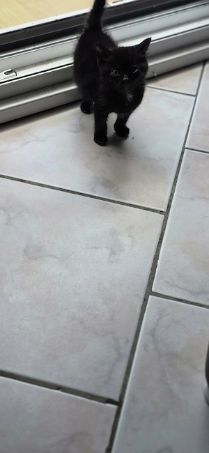 katzenbaby sucht für immer zuhause