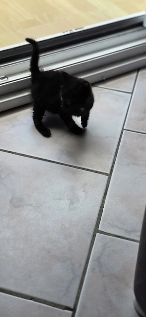 Katzenbaby sucht für immer zuhause