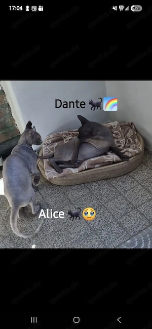 Wir suchen einen Sphynx-Kater oder Don Sphynx