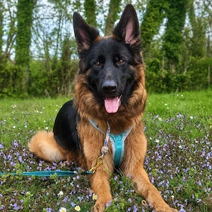 Deutscher Schäferhund Rex (1,5) sucht ein neues Zuhause  