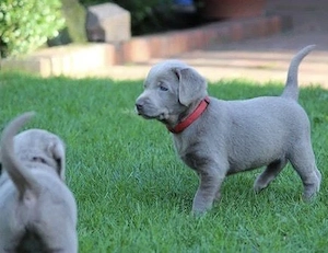 Silber Labrador welpen suchen liebevolles zu Hause