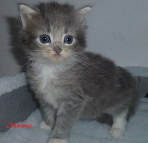 Kitten der Rasse Maine Coon