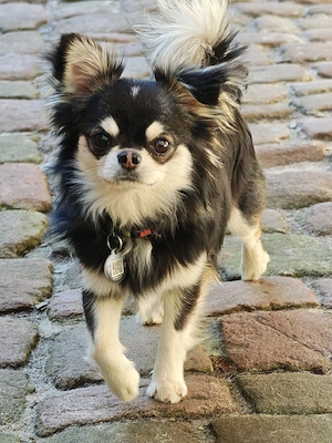 Chihuahua Deckrüde (Husky)
