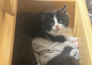 6 süße Katzenbabys suchen ein liebevolles Zuhause   
