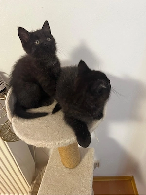 Süßes  Katzenbaby abzugeben   verspielt und stubenrein   