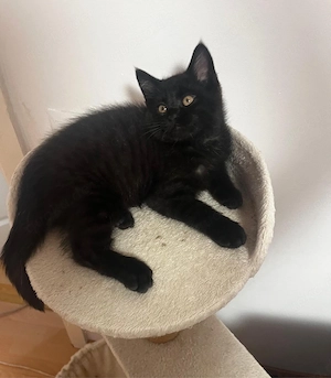 1 süßes Katzenbaby abzugeben verspielt und stubenrein