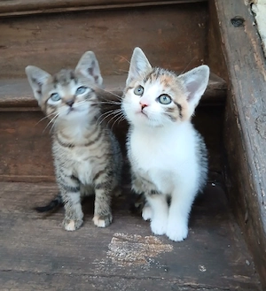 Katzenbaby Katzenkinder Kitten