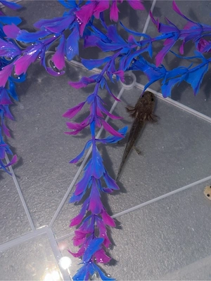 6 wildlinge axolotl