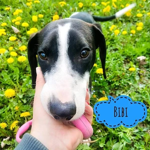 Bibi, lieber, ruhiger und wunderhübscher Jagdhund Mix