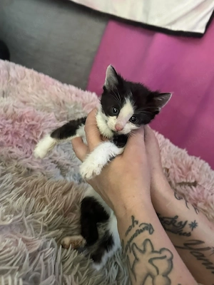 Babykatzen suchen ihren Dosenöffner 
