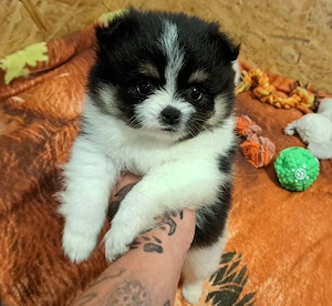 ((Pomeranian-PomChis75%Poms))