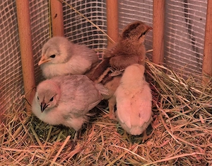 4 Buntleger küken 