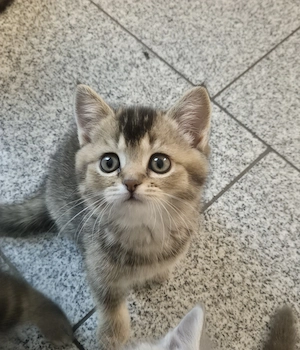  Süße BKH kitten 