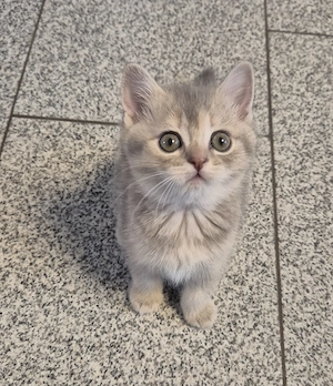  Süße BKH kitten 