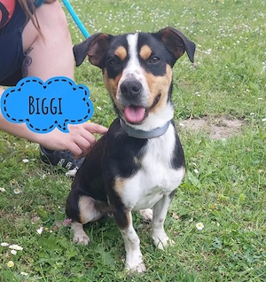 Biggi, junger Traumhund, Jack Russel Terrier Mix
