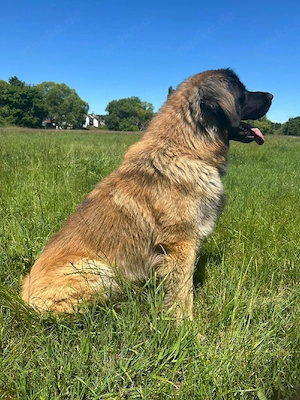 1 jähriger Leonberger Rüde Leo sucht neues Zuhause