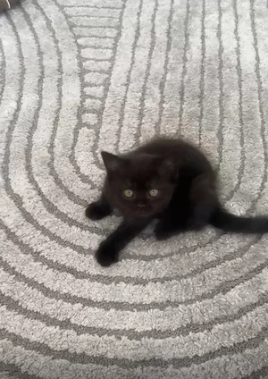 Süßes Katzenbaby abzugeben