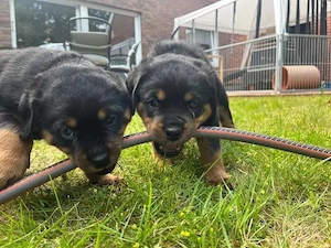 Reinrassige Rottweiler Welpen!