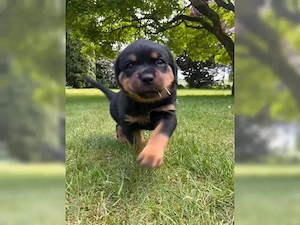 Reinrassige Rottweiler Welpen!!