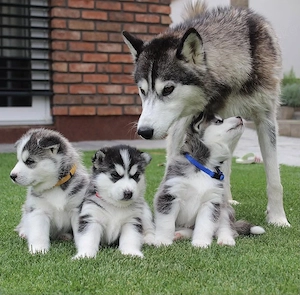Premium Siberian Husky Welpen mit Papieren 