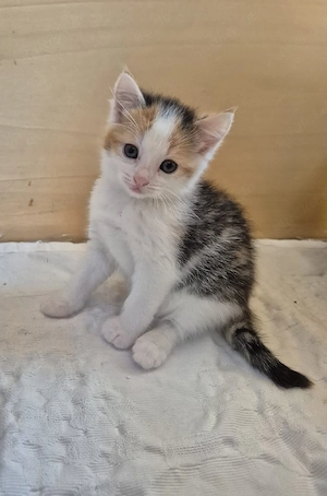 Diese Kitten suchen ein neues Zuhause 