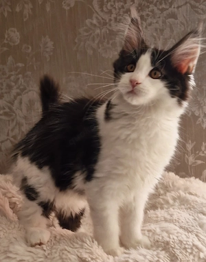 Maine Coon Kitten 