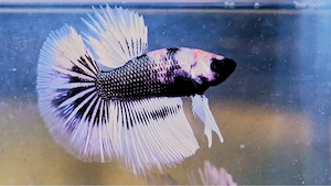 Betta Splendens Männchen aus Hobbyzucht - ca. 4 Monate. 