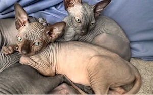sphynx kitten 1 madchen 1 junge 