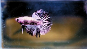 Betta Splendens Männchen aus Hobbyzucht - Ca. 4 Monate (purple!)