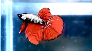 Betta Splendens Männchen aus Hobbyzucht. 4 Monate ca. Kampffisch