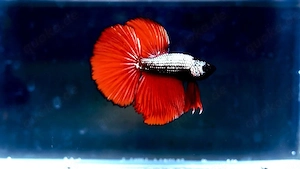 Betta Splendens Männchen aus Hobbyzucht. 4 Monate ca. Kampffisch