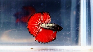 Betta Splendens Männchen aus Hobbyzucht ca. 4 Monate. Kampffisch