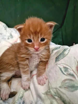 Main Coon Kitten mit Stammbaum