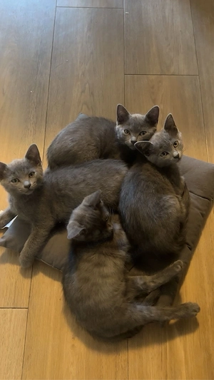 Katzenbaby Britisch Kurzhaar