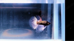 Betta Splendens Männchen aus Hobbyzucht - 4 Monate. Kampffisch