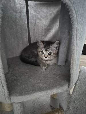 Süße  BKH Kitten zuverkaufen 