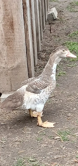 junge Enten 