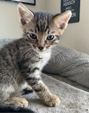 1 Mix Katerchen noch zu haben 