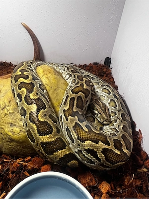 Python bivittatus progschai 