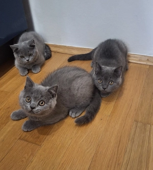 BKH kitten  