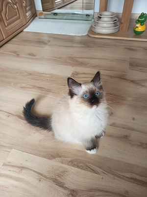 Kitten Ragdoll Reinrassige mit Stammbaum 