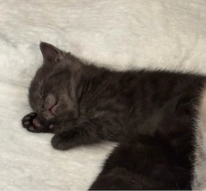 Unser süßes BKH-Kitten sucht ab sofort ein liebevolles Für-immer-Zuhause