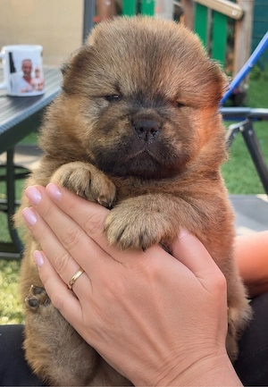 Reinrassige Chow Chow welpen 