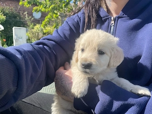 Golden Retriever welpen